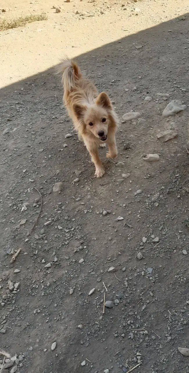 سگ پامر روباهی|سگ|هشتگرد, شهرک جهان ویلا (درخشانیه)|دیوار