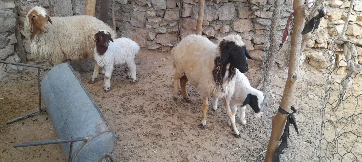 گوسفندجوان با بره|حیوانات مزرعه|بدره, |دیوار