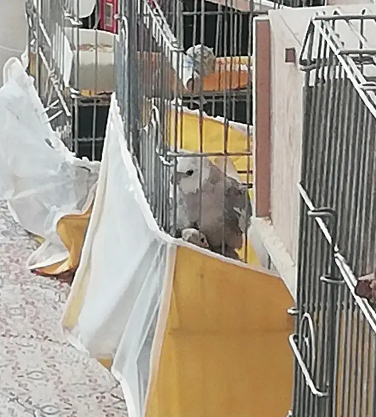عروس هلندی مولد وایت فیس و اهویی با قفس لوازم|پرنده|تهران, تهرانپارس شرقی|دیوار