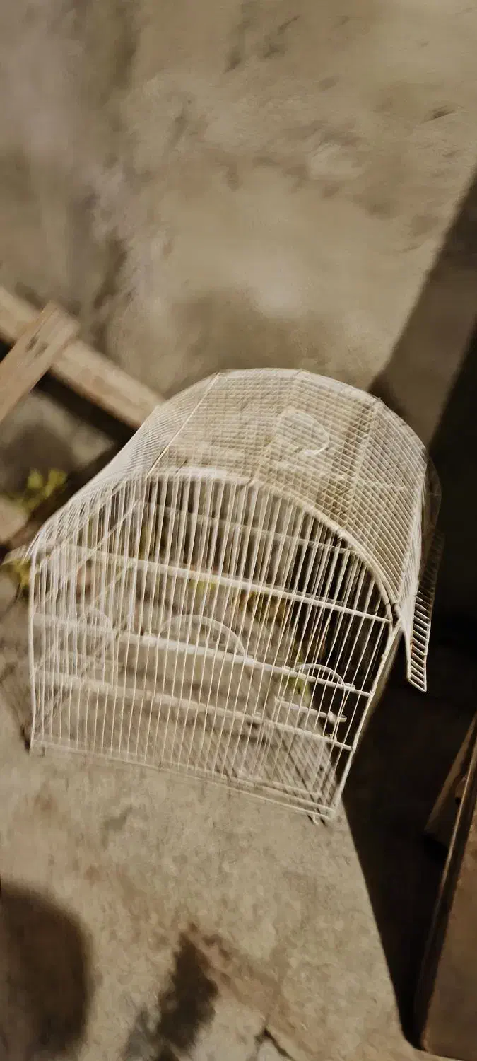 قفس عروس هلندی|لوازم جانبی حیوانات|آذرشهر, |دیوار