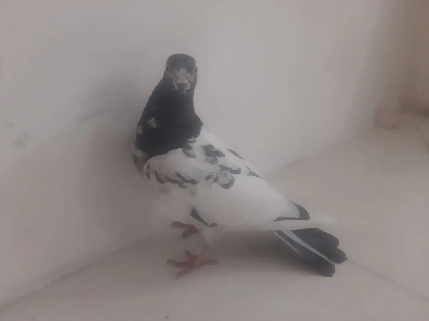 کبوتر پاکستانی تیدی|پرنده|مهریز, |دیوار