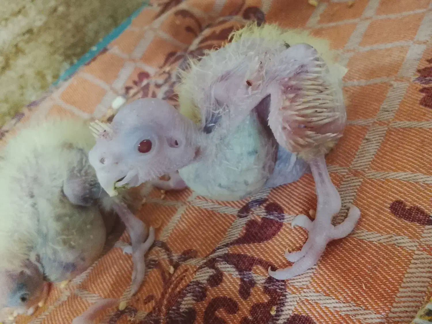 جوجه عروس ۱۱روزه لوتینو و ابلغ|پرنده|میناب, |دیوار