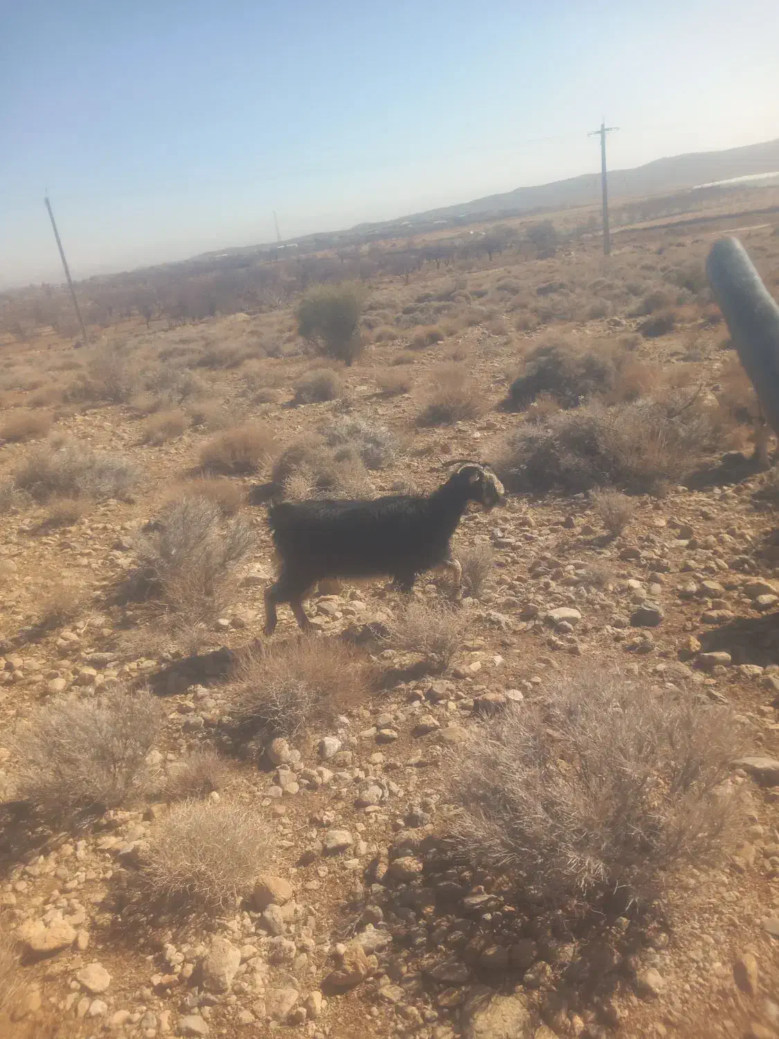 فروش ۱ راس بز|حیوانات مزرعه|پشتکوه (فارس), |دیوار