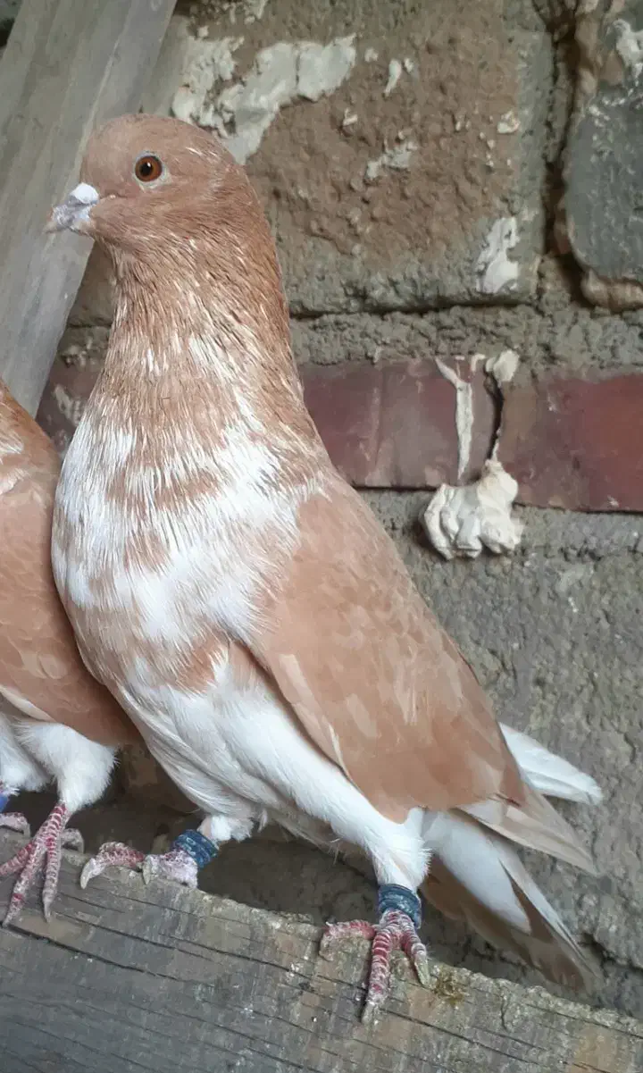 گرگی زرد|پرنده|انزل, |دیوار