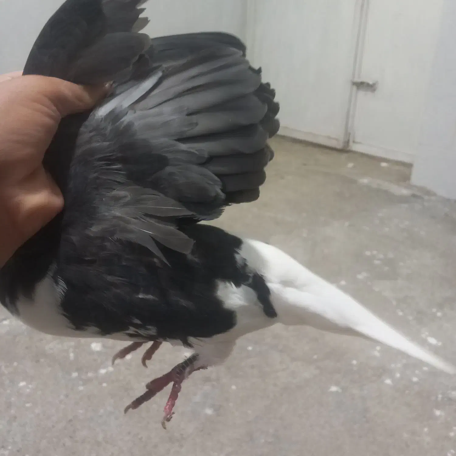 ۱۴۰۰|پرنده|طاغنکوه, |دیوار