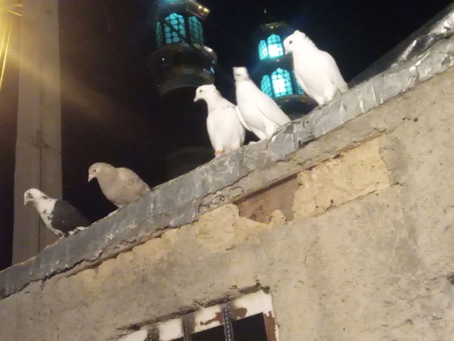 پرنده|پرنده|محمدیه-قزوین, |دیوار