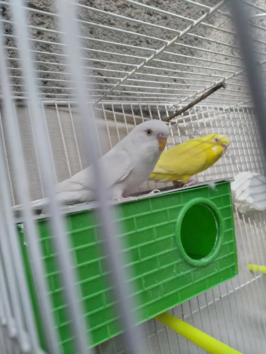 جفت مرغ عشق لوتینو و آلبینو چشم شرابی و فنج نرگسی|پرنده|مشهد, نیزه|دیوار