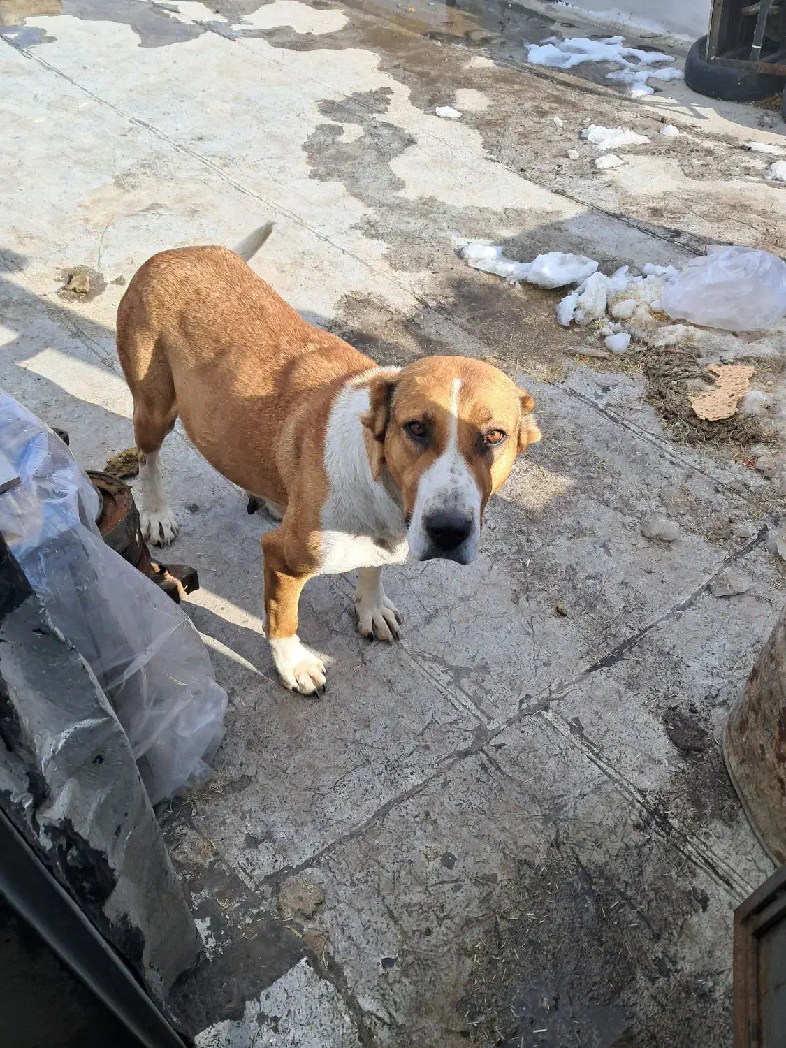 سگ گم شده|حیوانات|زنجان, |دیوار