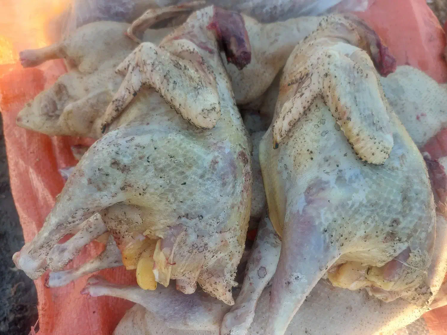 مرغ محلی پاک کرده (رشت)|حیوانات مزرعه|آستانه اشرفیه, |دیوار