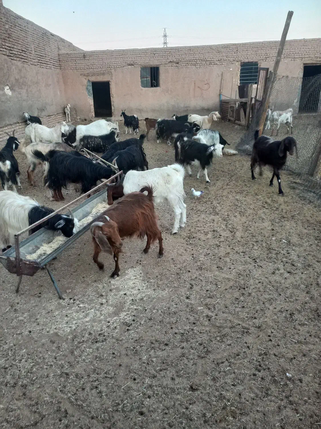 ۲۵ راس بز جوان|حیوانات مزرعه|گرمسار, |دیوار