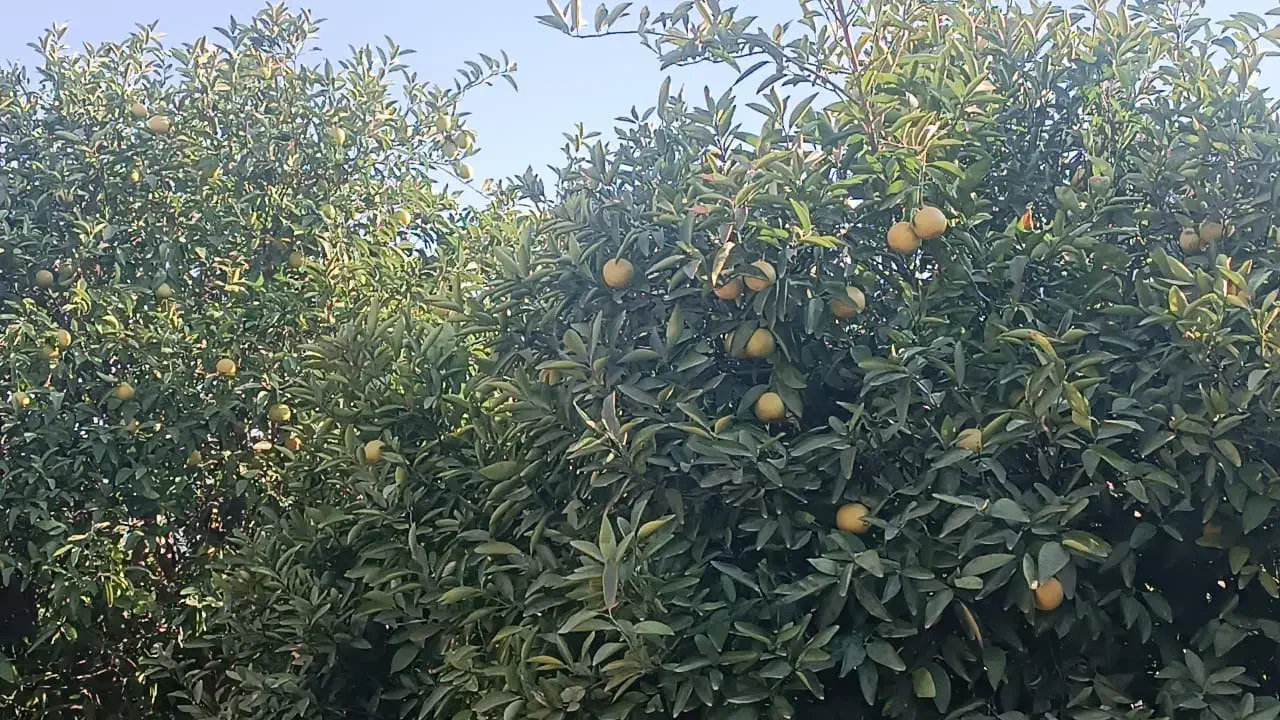 خونه باغ سرپری ۳۵۰۰متر|فروش خانه و ویلا|دهدشت, |دیوار