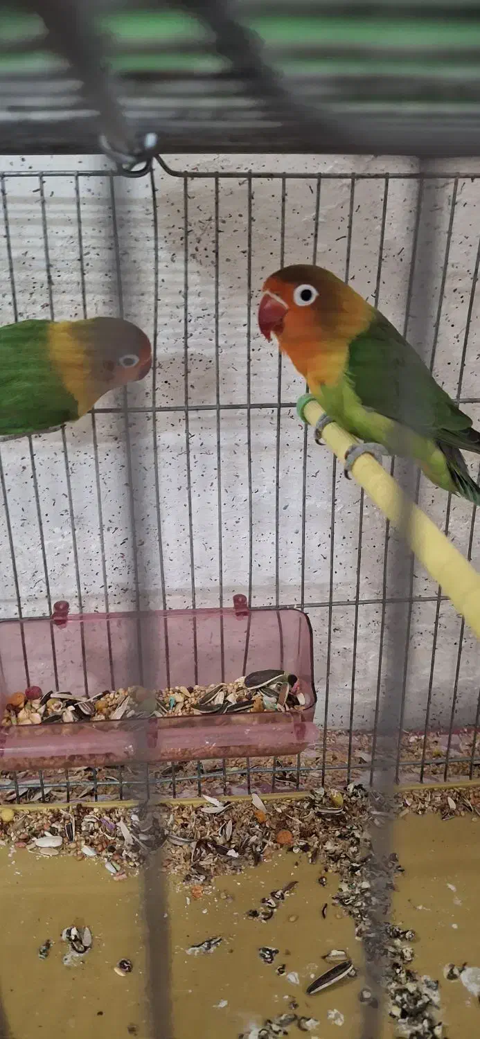 یک جفت کوتوله برزیل مو.ل.د|پرنده|اصفهان, گلزار|دیوار