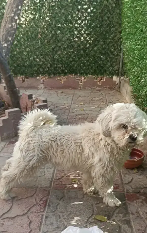 سگ پاپی|سگ|قهدریجان, |دیوار