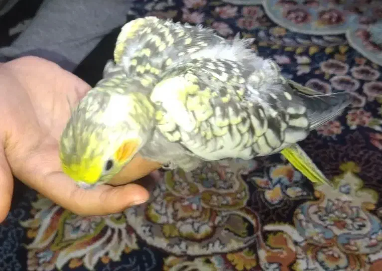 عروس هلندی|پرنده|اهواز, کوی ایثار|دیوار