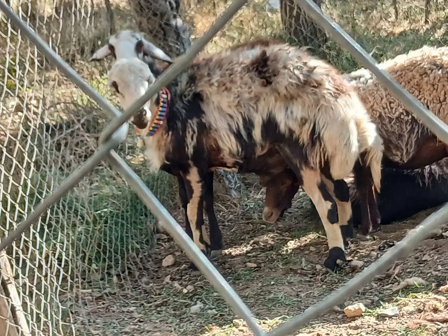 بره ماده پلنگی و یک راس شیشک قوچ|حیوانات مزرعه|شازند, |دیوار