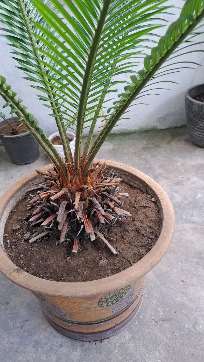 گل سیکاس ودرخت آواکادو|گل و گیاه طبیعی|رشت, حمیدیان|دیوار