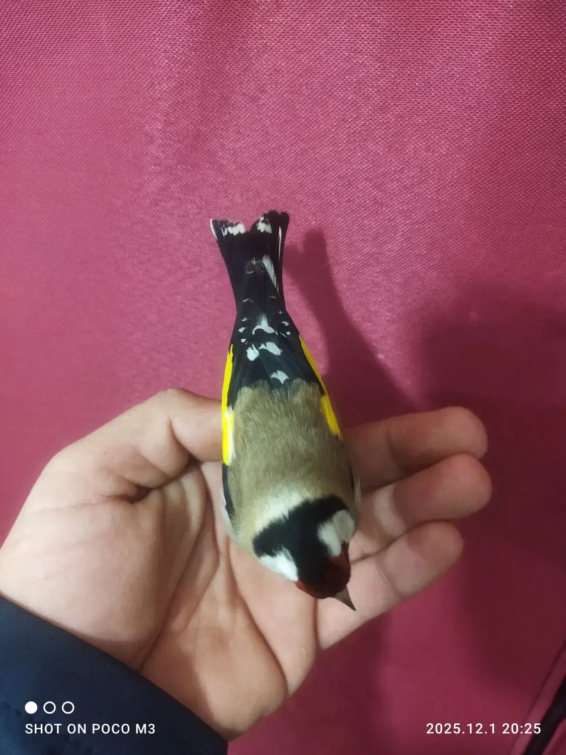 سهره چونه سفید|پرنده|سنندج, |دیوار