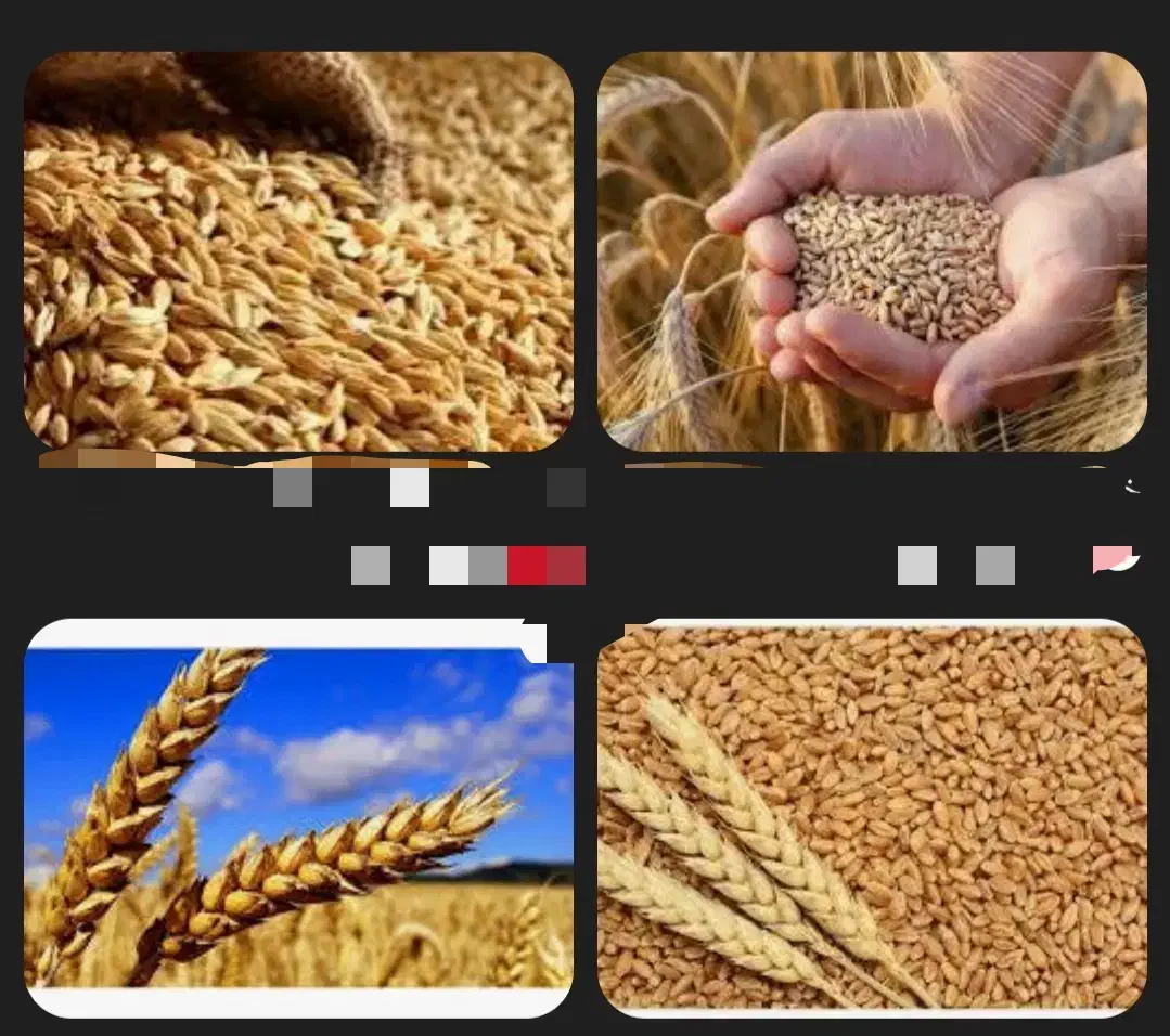 گندم دیم|عمدهفروشی|اشنویه, |دیوار