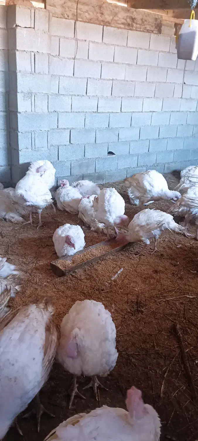 بوقلمون گوشتی بیوتی|حیوانات مزرعه|گمیشان, |دیوار