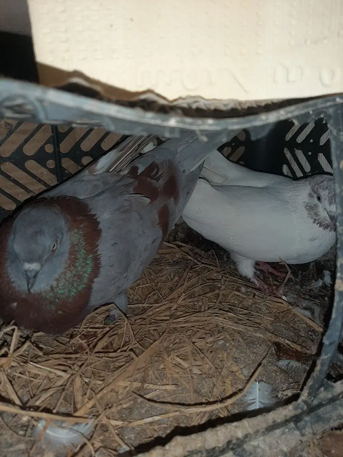 3 جفت کبوتر|پرنده|قشم, |دیوار