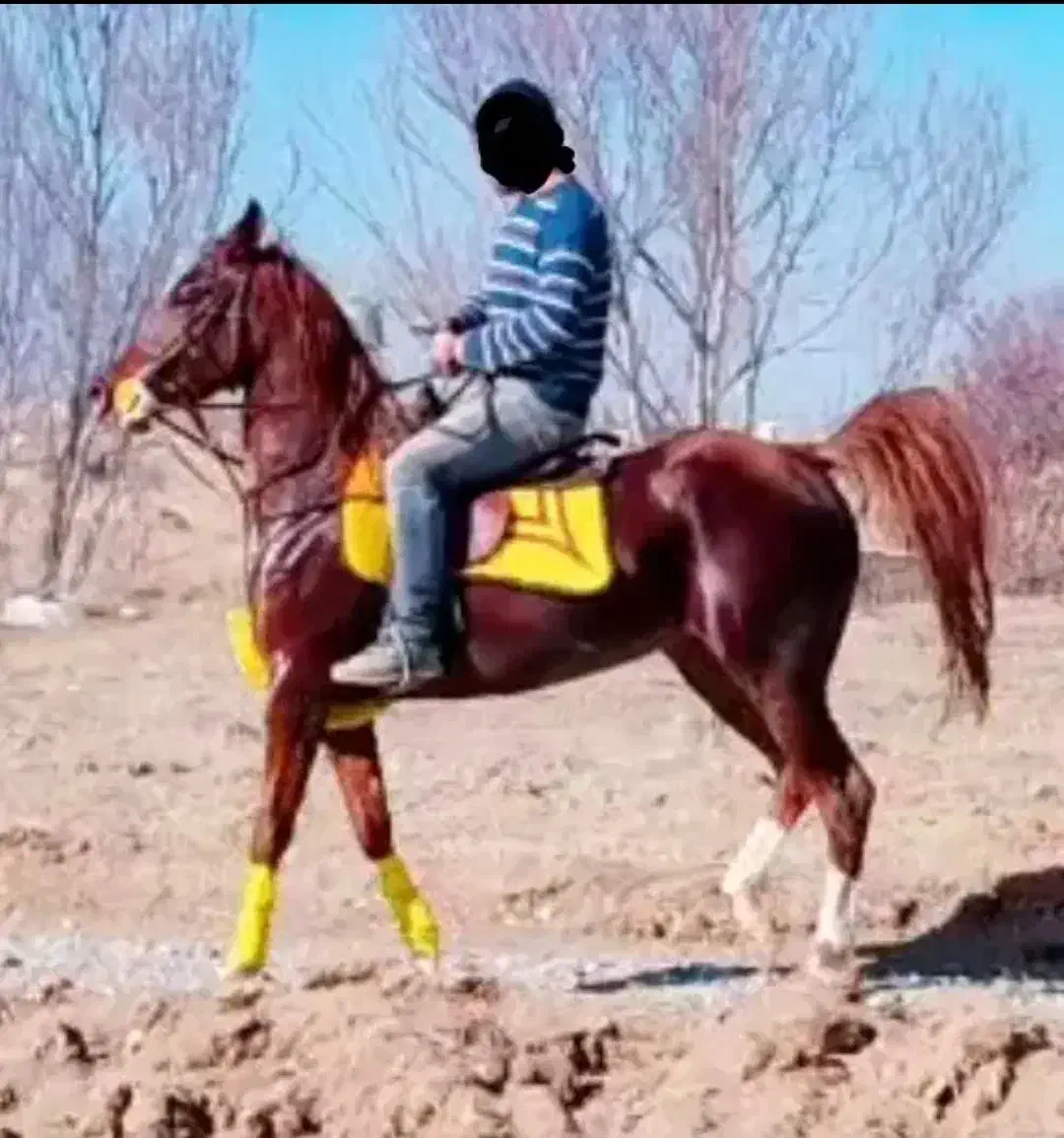 مادیان کره سهیل حیدر|اسب و تجهیزات اسب‌سواری|اصفهان, عباس‌آباد|دیوار