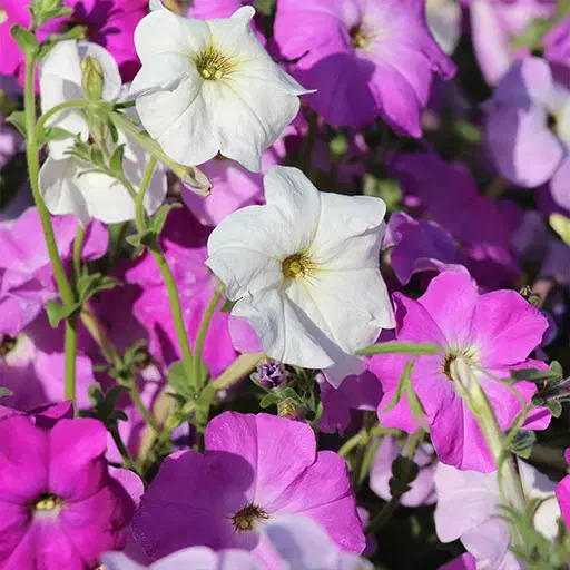 نشا گلهای فصلی رسید|گل و گیاه طبیعی|رامشیر, |دیوار