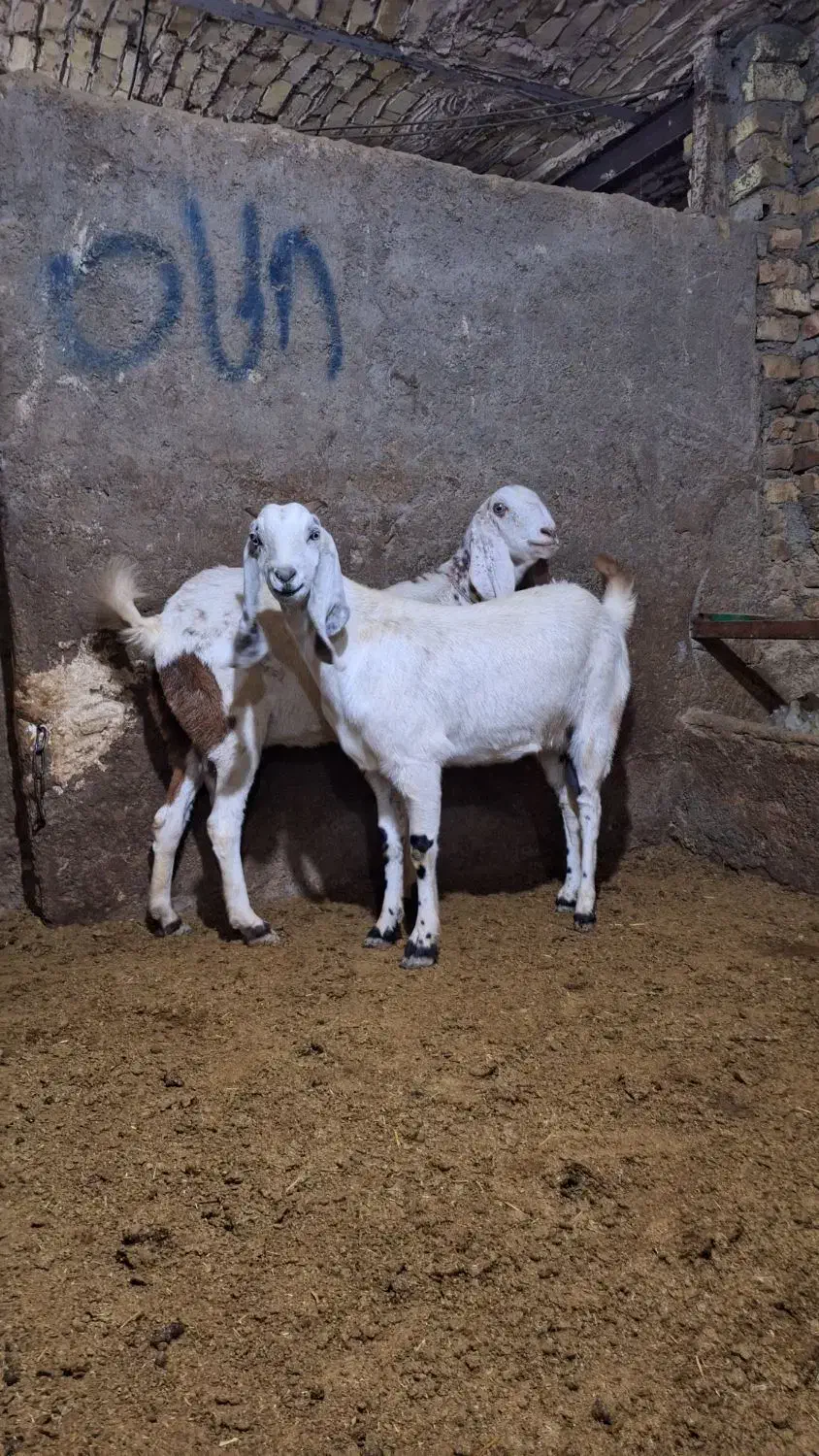 بز پاکستانی|حیوانات مزرعه|سردرود, |دیوار