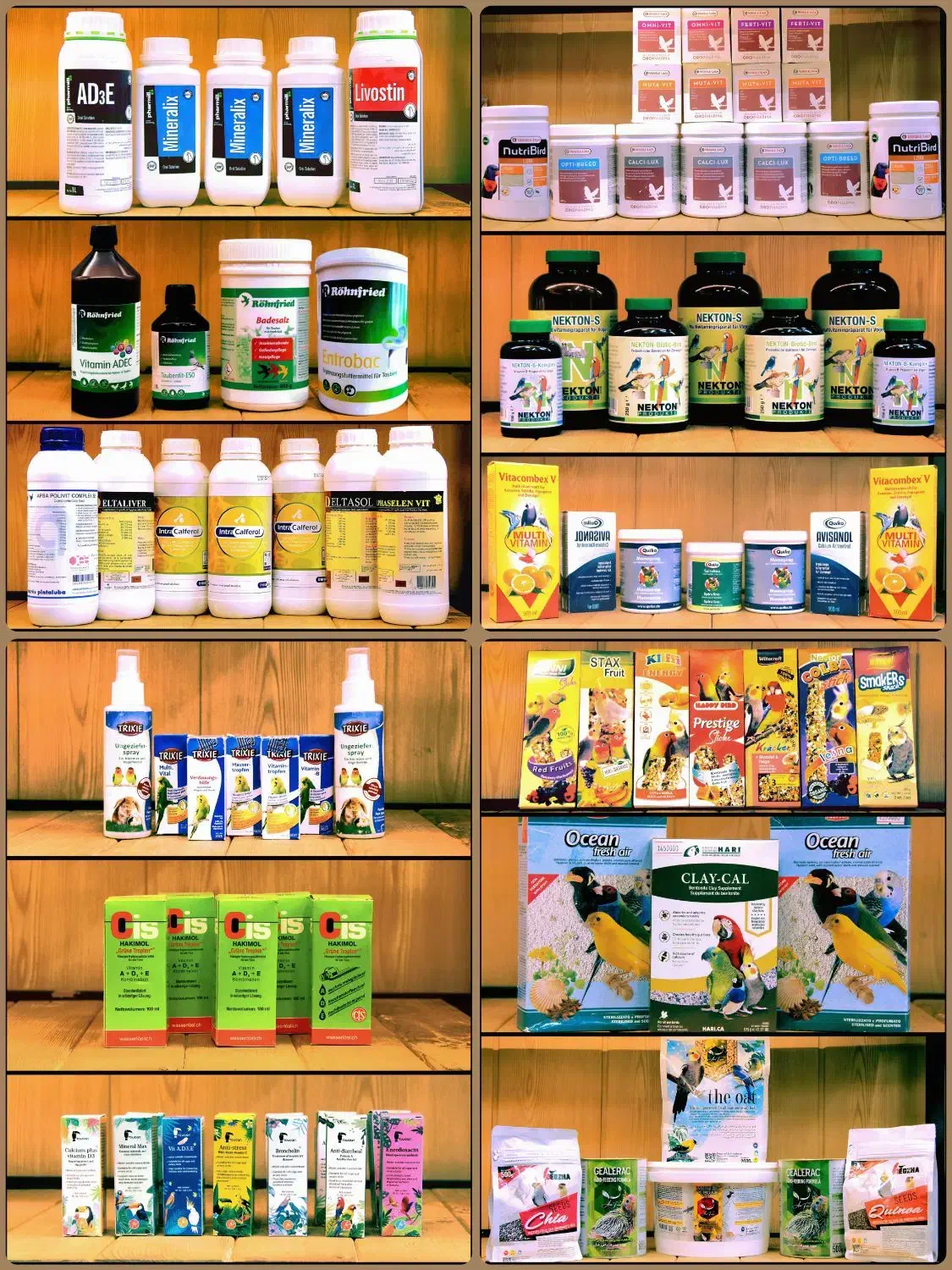 کاسکوشاه طوطی ملنگو راهب گرینچیک عروس هلندی قناری|پرنده|مشهد, هفت تیر (آب و برق)|دیوار