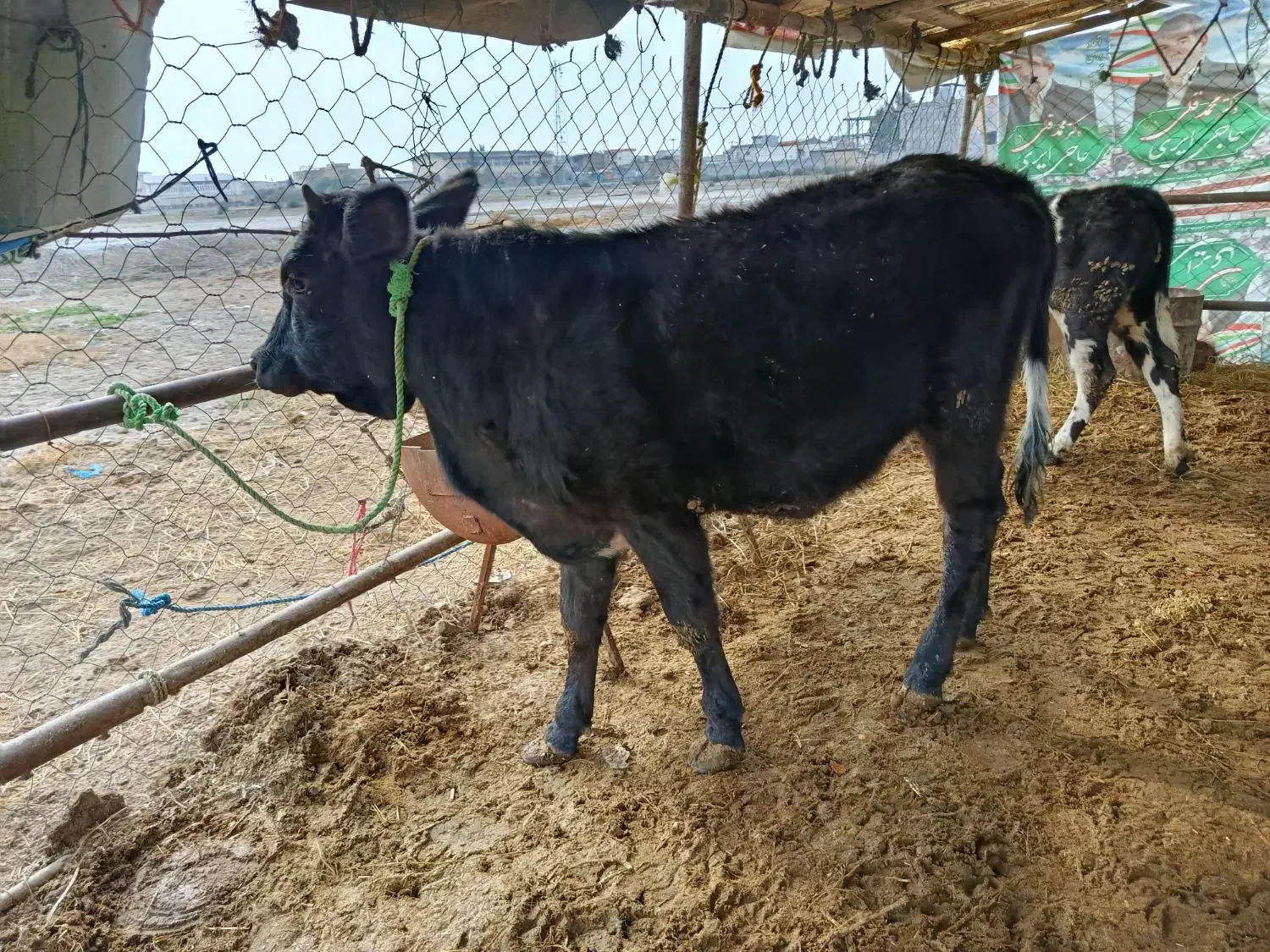12عدد گوساله ماده دورگ محلی|حیوانات مزرعه|بندر ترکمن, |دیوار