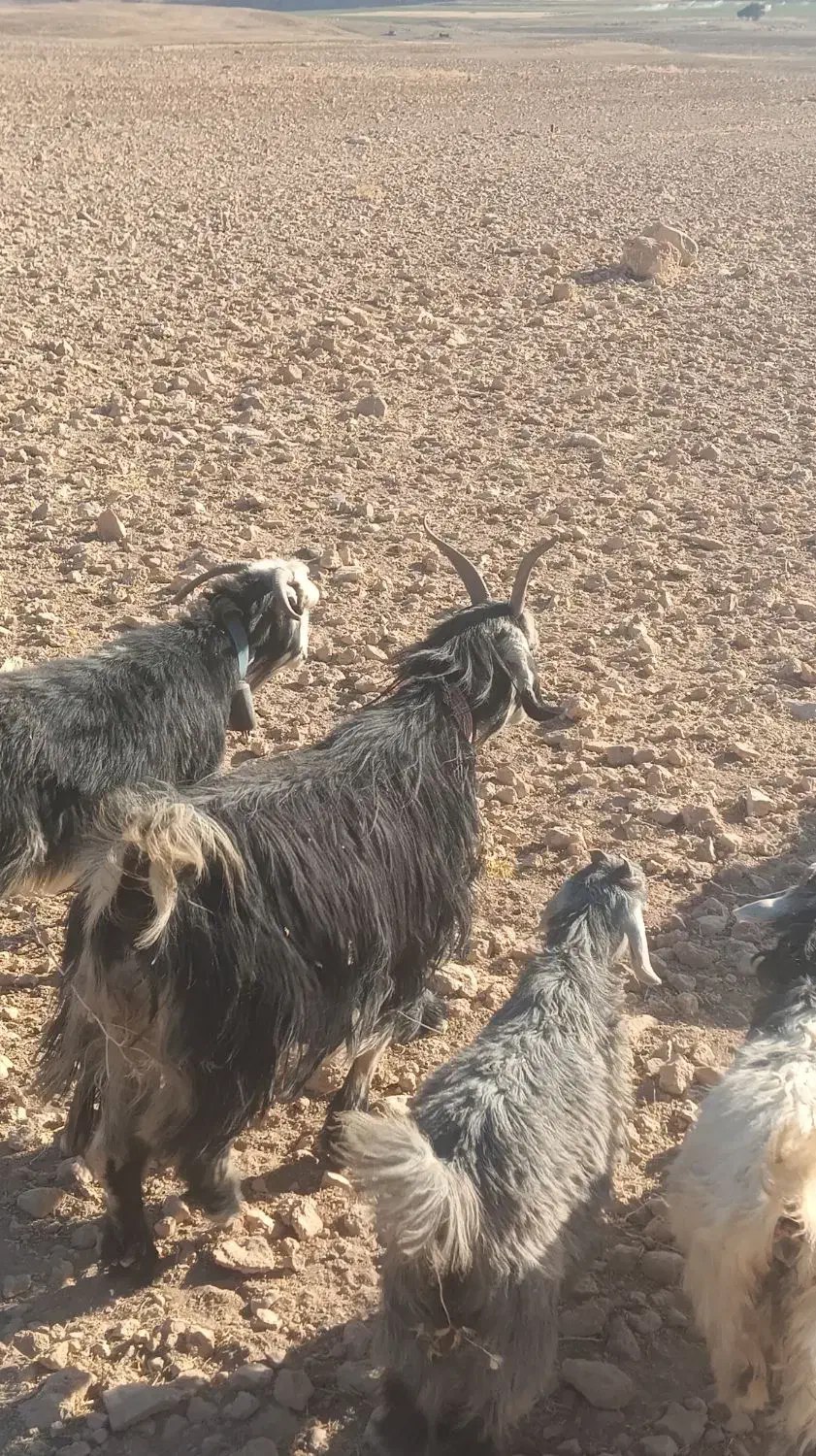 9راس  بز درجع یک|حیوانات مزرعه|بروجن, |دیوار