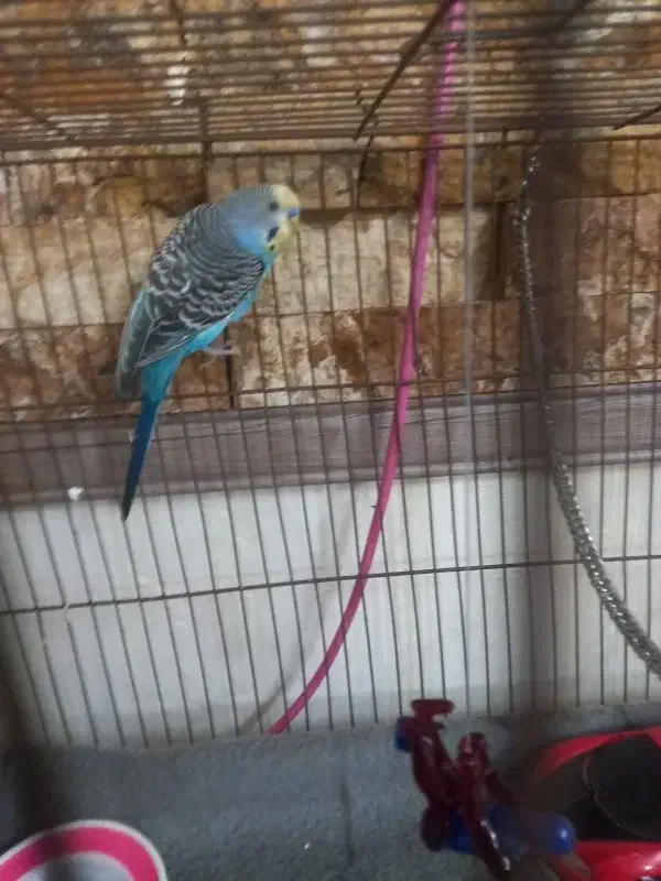 مرغ عشق نر|پرنده|صباشهر, |دیوار