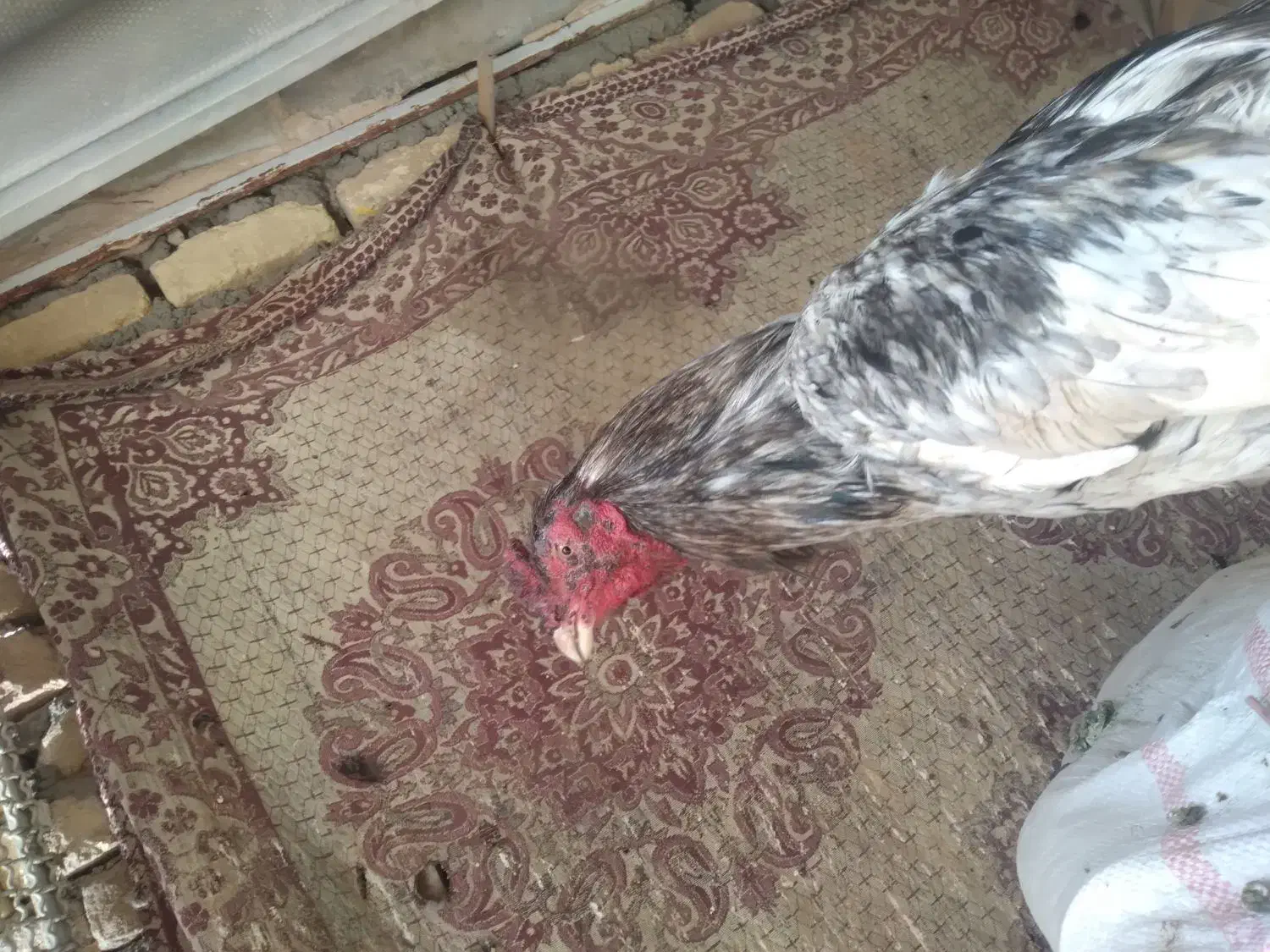 لاری نصل پاکستانی|حیوانات مزرعه|ری, حمزهآباد|دیوار