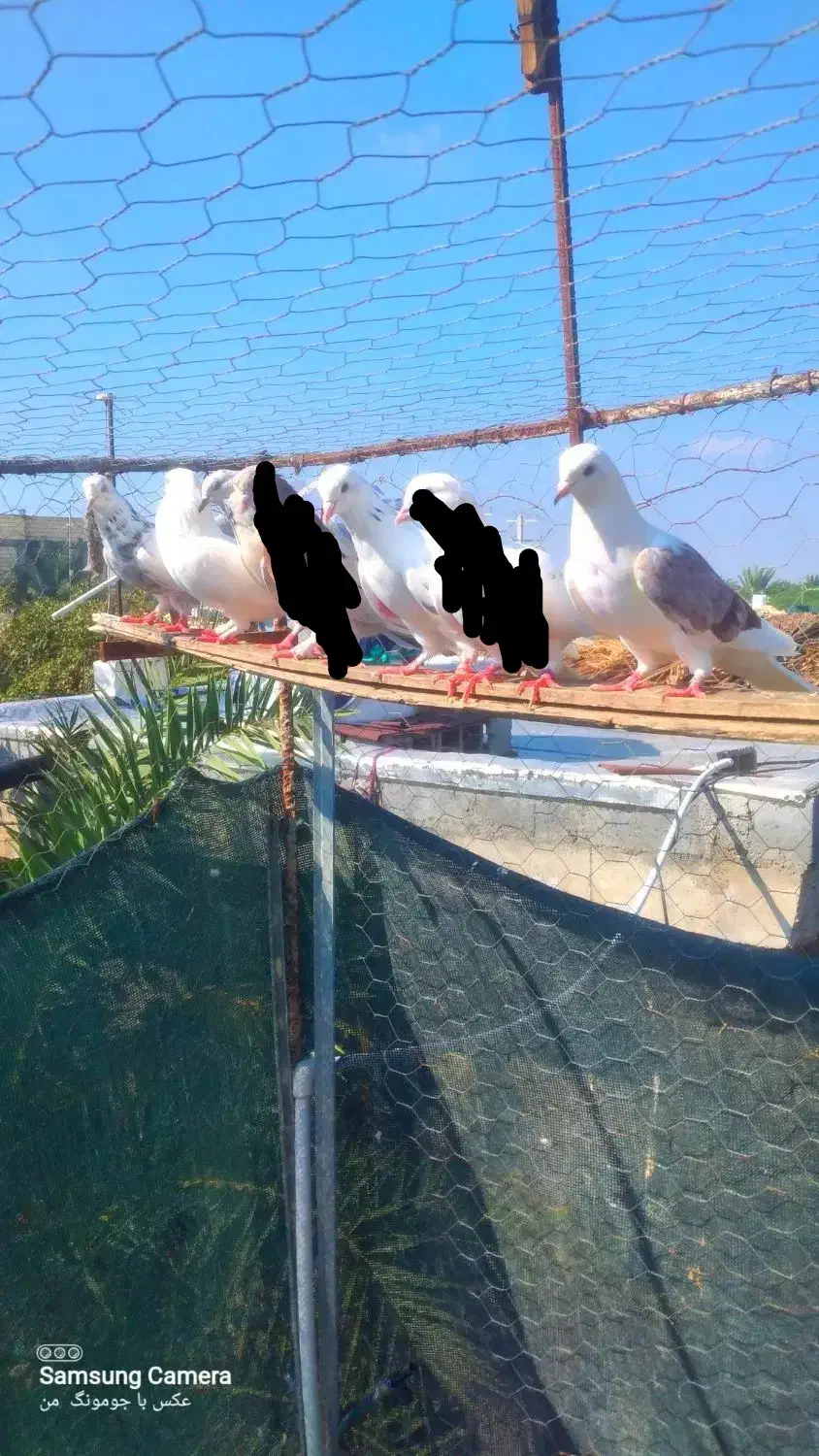 کبوتر هم پرشی|پرنده|میناب, |دیوار