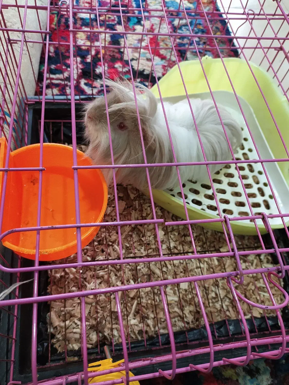 خوکچه هندی|موش و خرگوش|آبیک, |دیوار