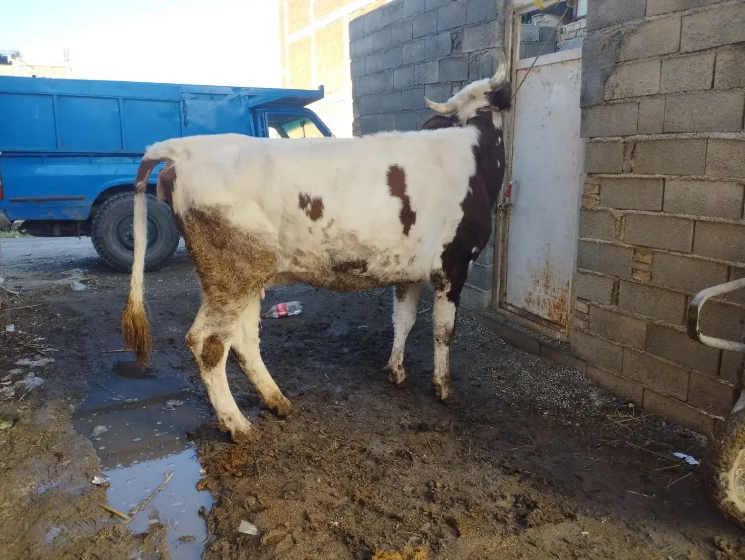 گاو آبست|حیوانات مزرعه|مینودشت, |دیوار