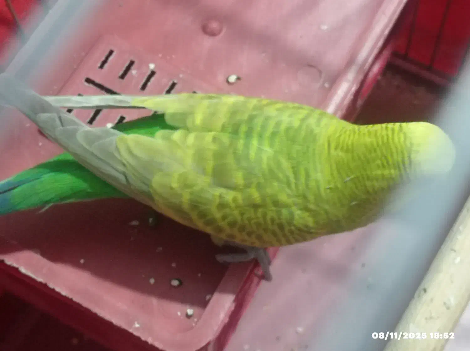 مرغ عشق سالم وزیبا|پرنده|آبپخش, |دیوار