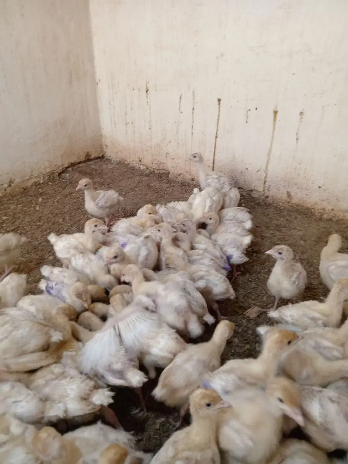 جوجه بوقلمون بیوتی گوشتی|حیوانات مزرعه|بهشهر, |دیوار