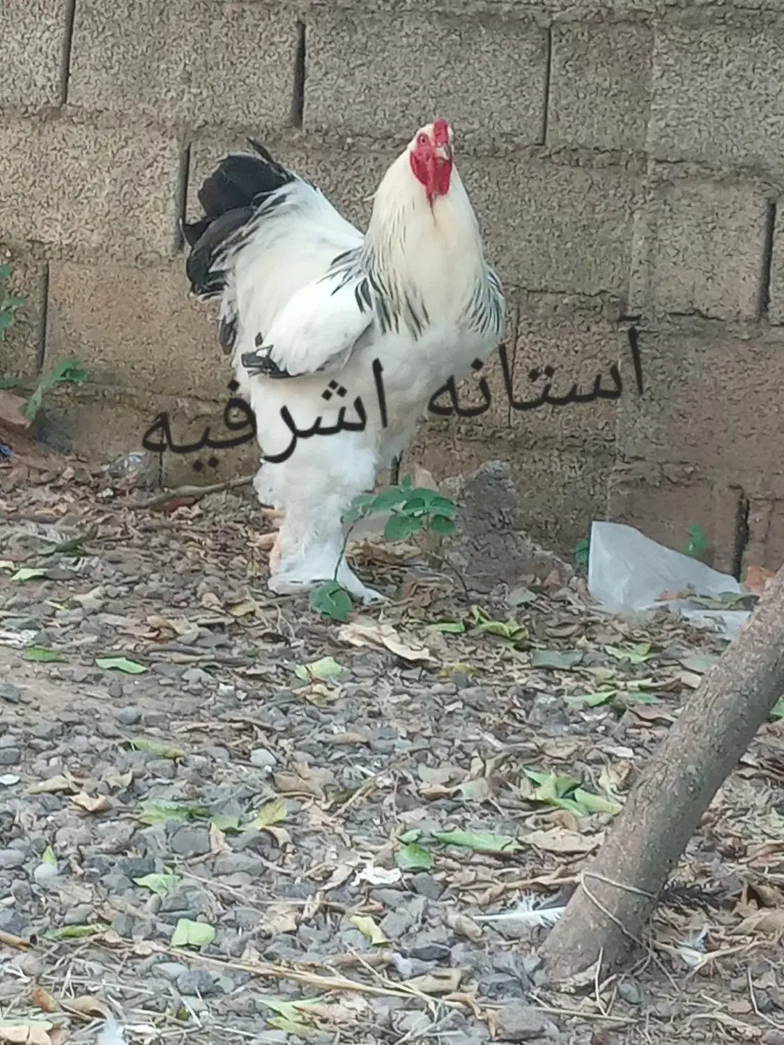 تخم برهما لایت رومانی|حیوانات مزرعه|رشت, جانبازان|دیوار