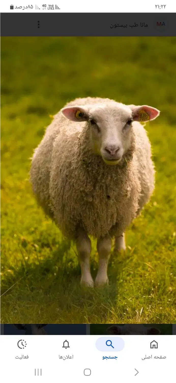 کار چوپانی در ترکیه|استخدام معماری، عمران و ساختمانی|خوی, |دیوار