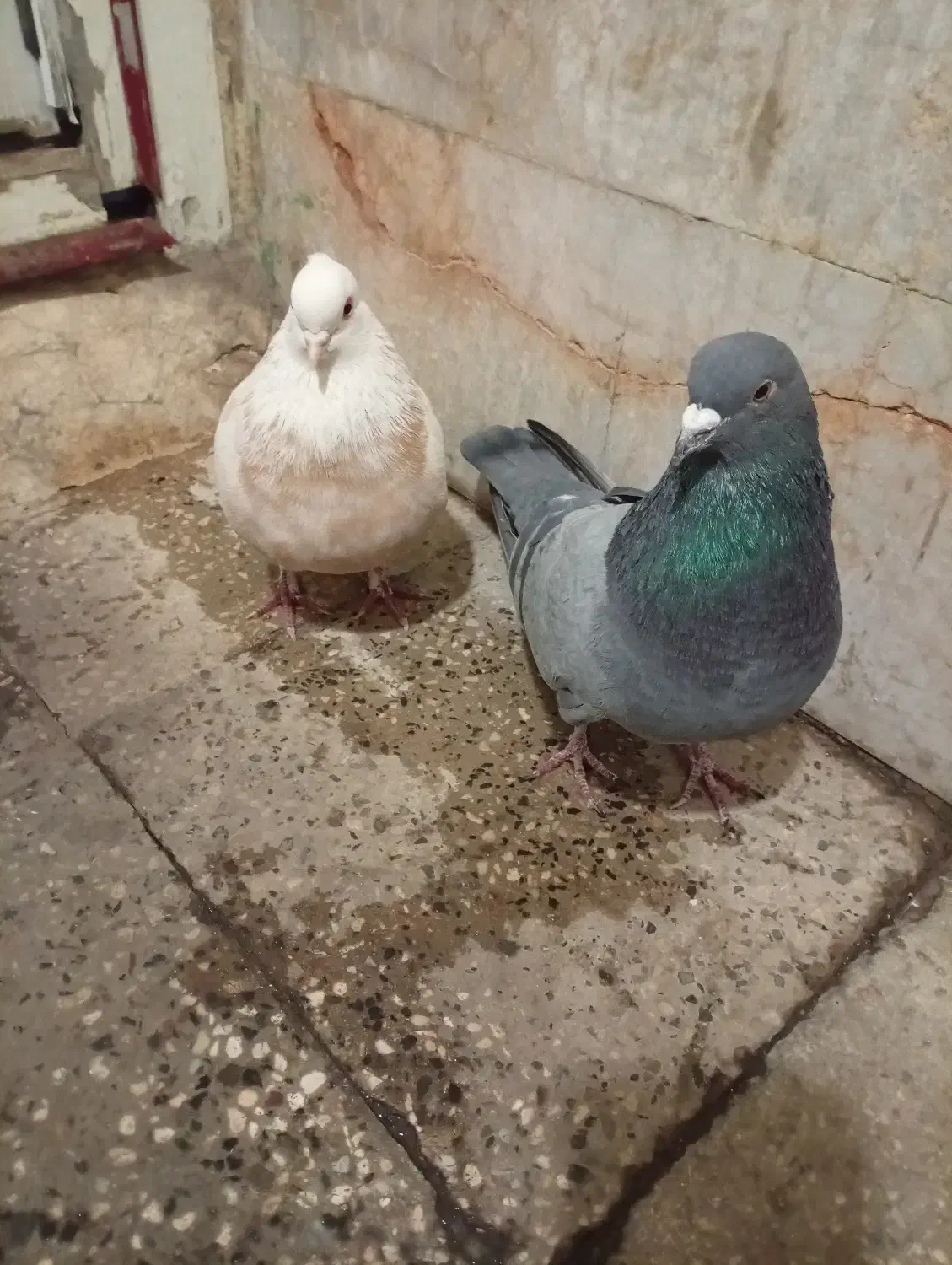 کبوتر|پرنده|قرچک, پارس سرام|دیوار