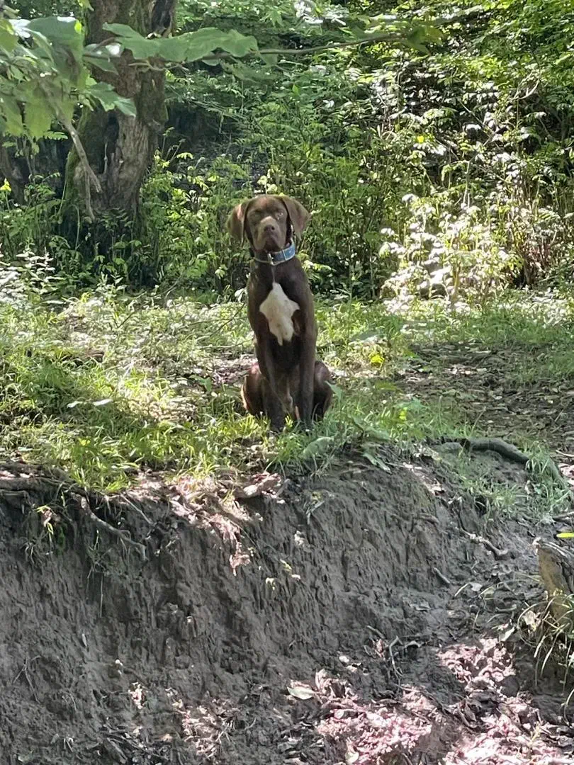 سگ دنبلانی|سگ|مینودشت, |دیوار