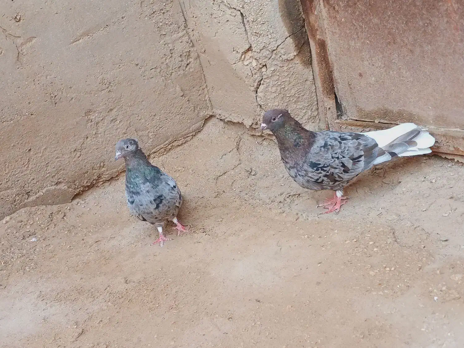 کبوتر رنگی دم سفید|پرنده|کارون, |دیوار