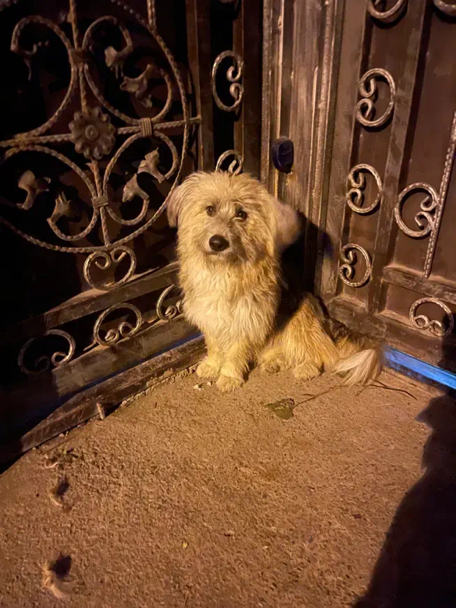 سگ پیدا شده|حیوانات|سرخرود, |دیوار