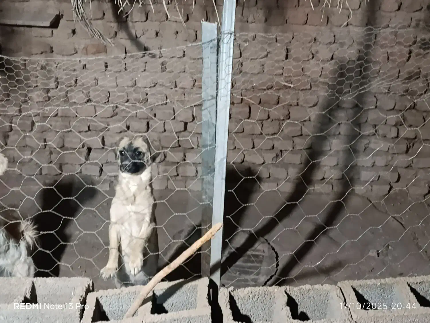 سگ اشپیتز پامر|سگ|کرمان, |دیوار