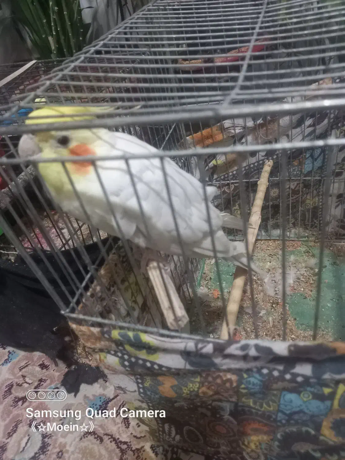 عروس هلندی|پرنده|سمیرم, |دیوار