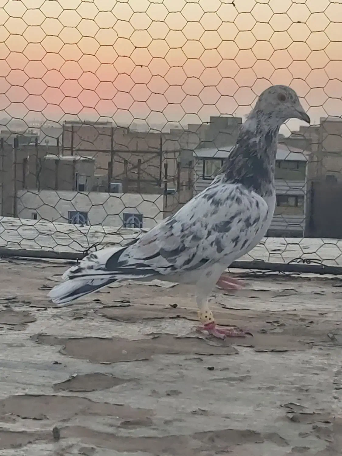 کبوتر خطی|پرنده|الوند, |دیوار