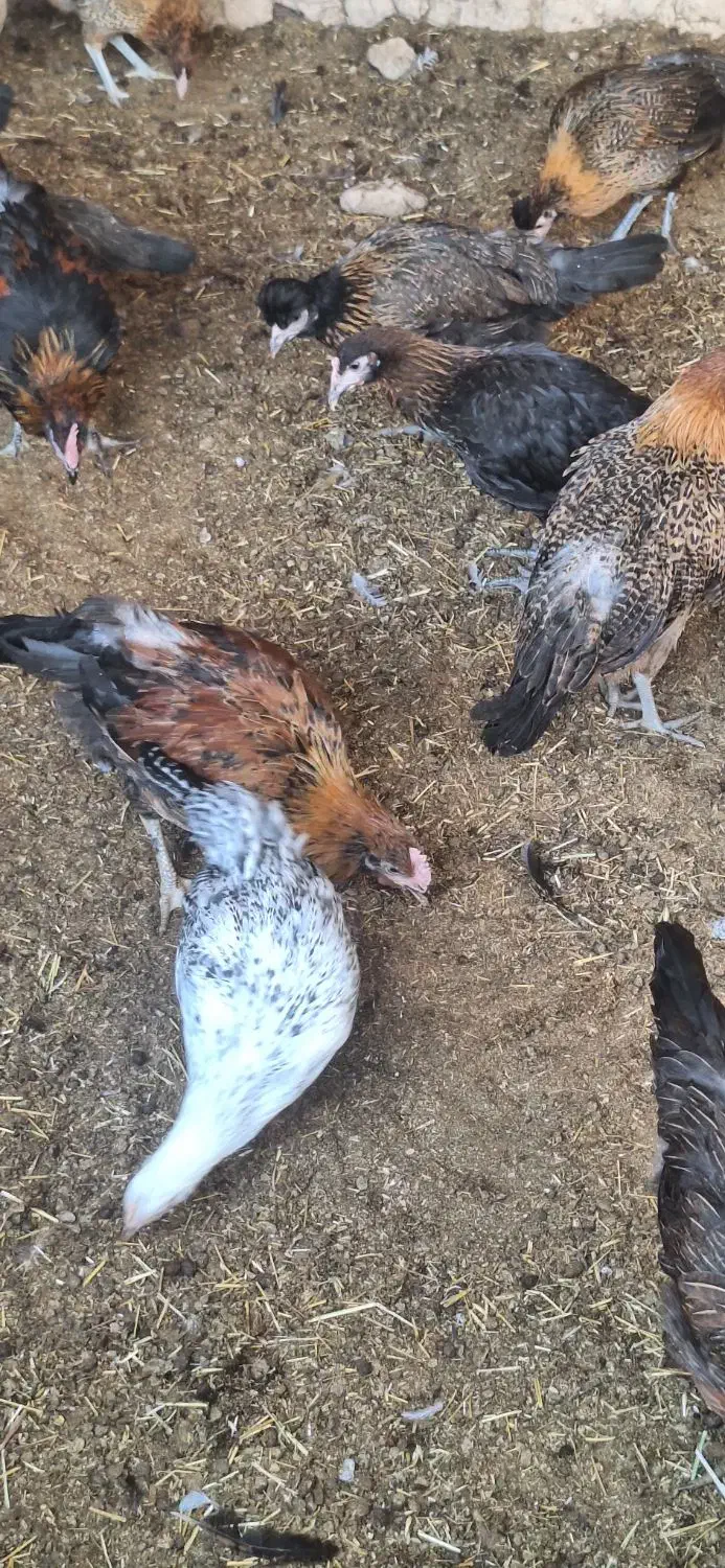 نیمچه مرغ خروس محلی گلپایگانی جهادی ۴و۵ ماهه|حیوانات مزرعه|تهران, کیانشهر|دیوار