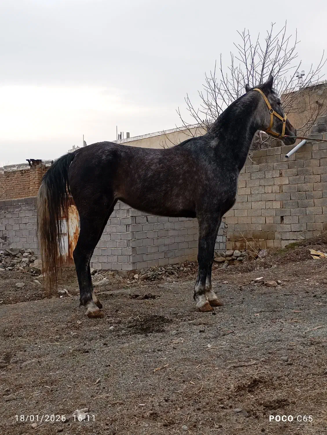 مادیان کرد|اسب و تجهیزات اسب‌سواری|سنندج, |دیوار