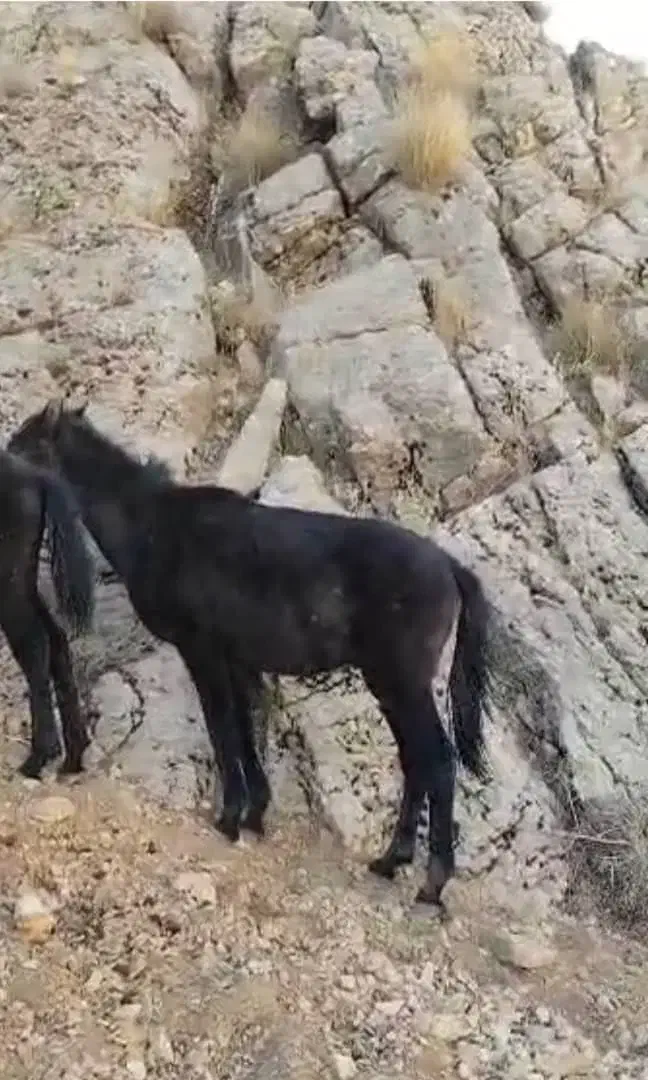 کره اسب|اسب و تجهیزات اسبسواری|یاسوج, |دیوار