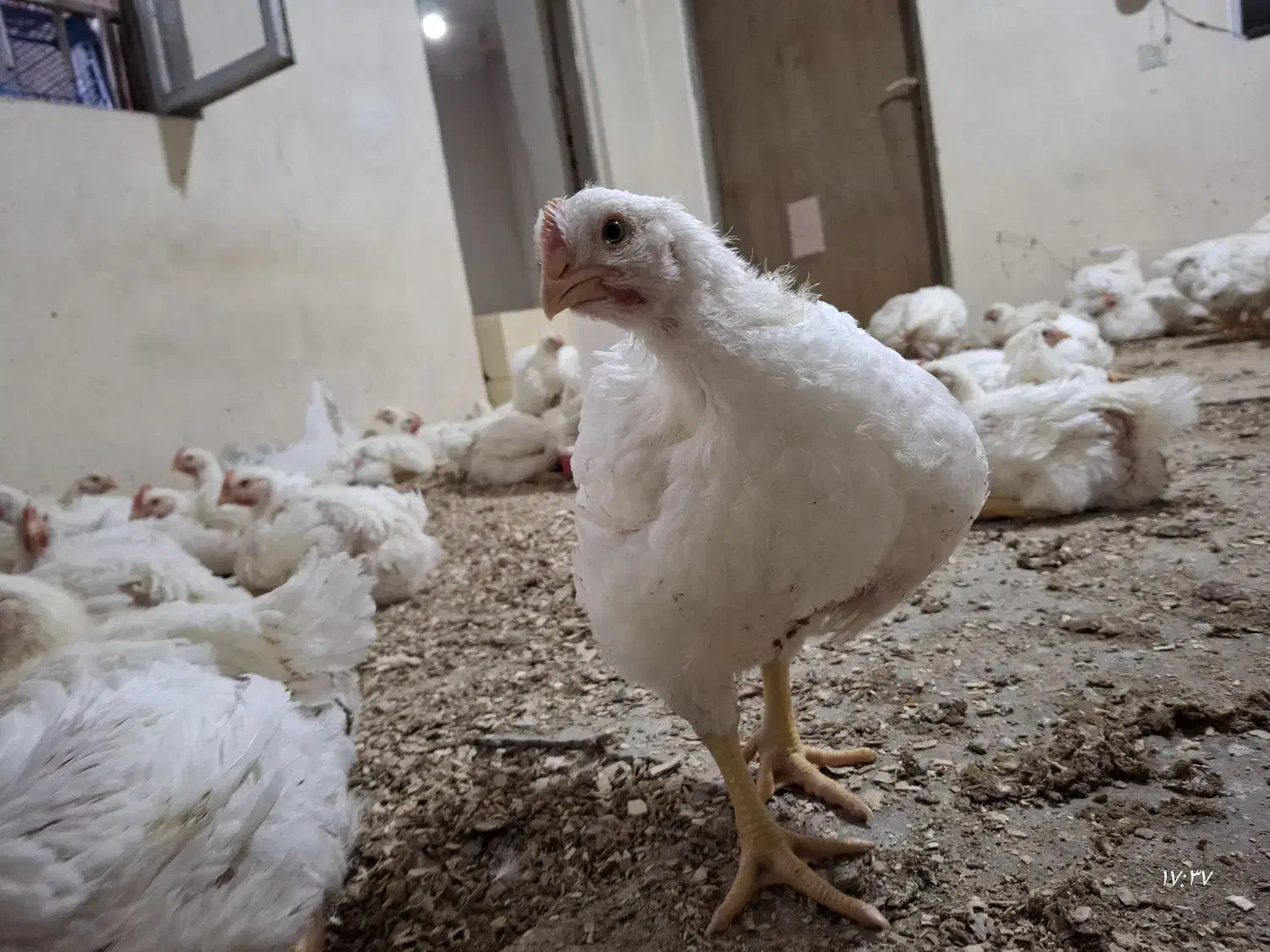 مرغ زنده گوشتی|حیوانات مزرعه|چهارباغ, |دیوار